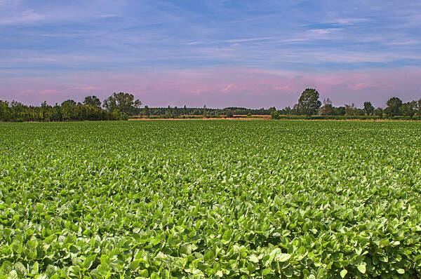 soybean-field-paolo-negri.jpg