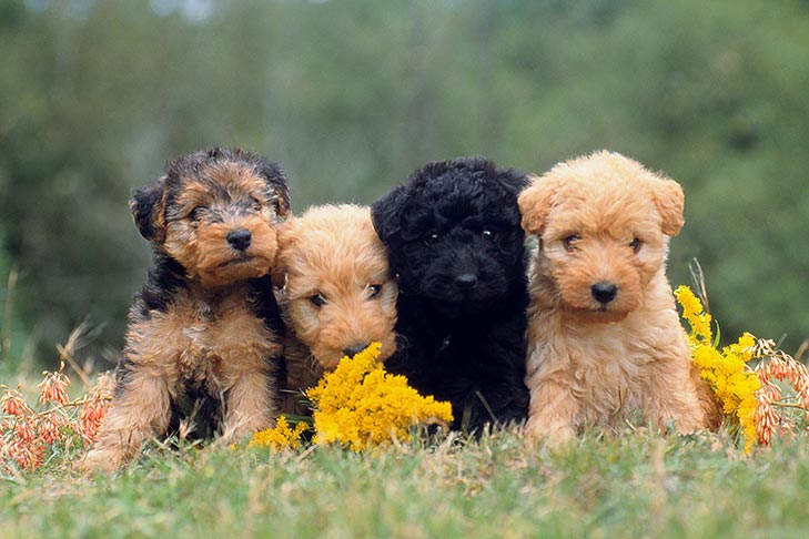 Lakeland-Terrier-puppies-sitting-outdoors.jpg