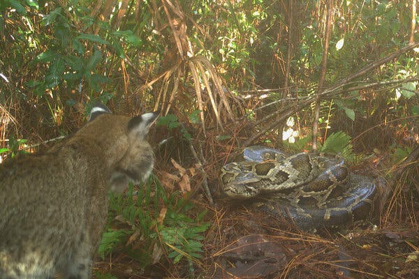 A Burmese python and a bobcat facing off in the Big Cypress National Preserve in Florida last June, captured by a trap camera set up by the U.S. Geological Survey.