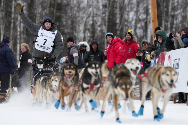 A man in a winter coat and white racing bib riding a sled pulled by several dogs in front of a group of people watching from behind a fence.