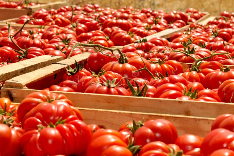 boxes-tomatoes-25036212.jpg