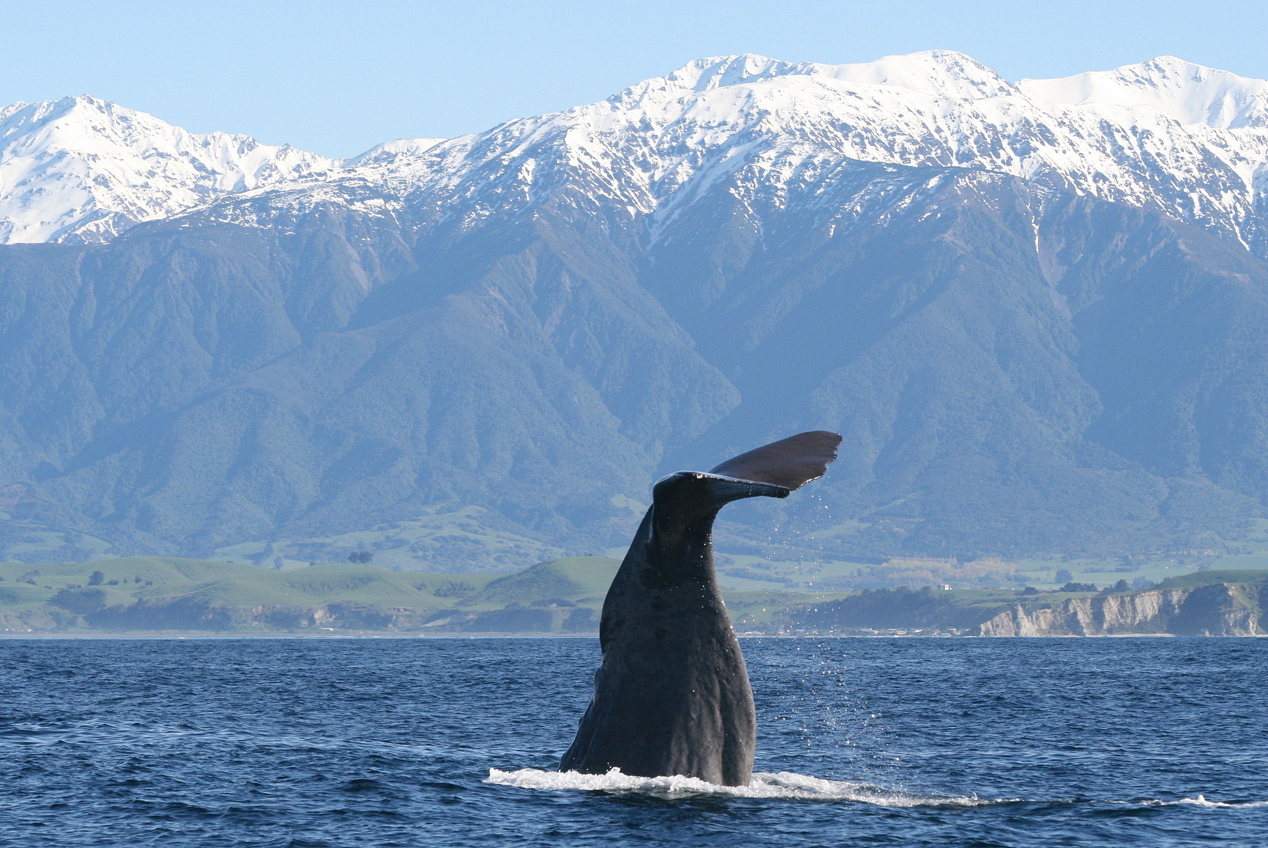 Diving_sperm_whale_near_Kaikoura.jpg