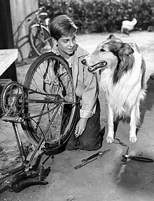 220px-Lassie_and_Tommy_Rettig_1956.JPG
