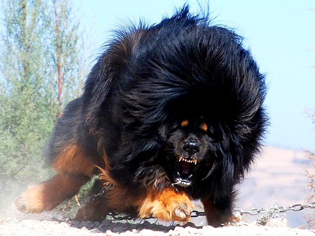 640px-Angry-tibetan-mastiff.jpg