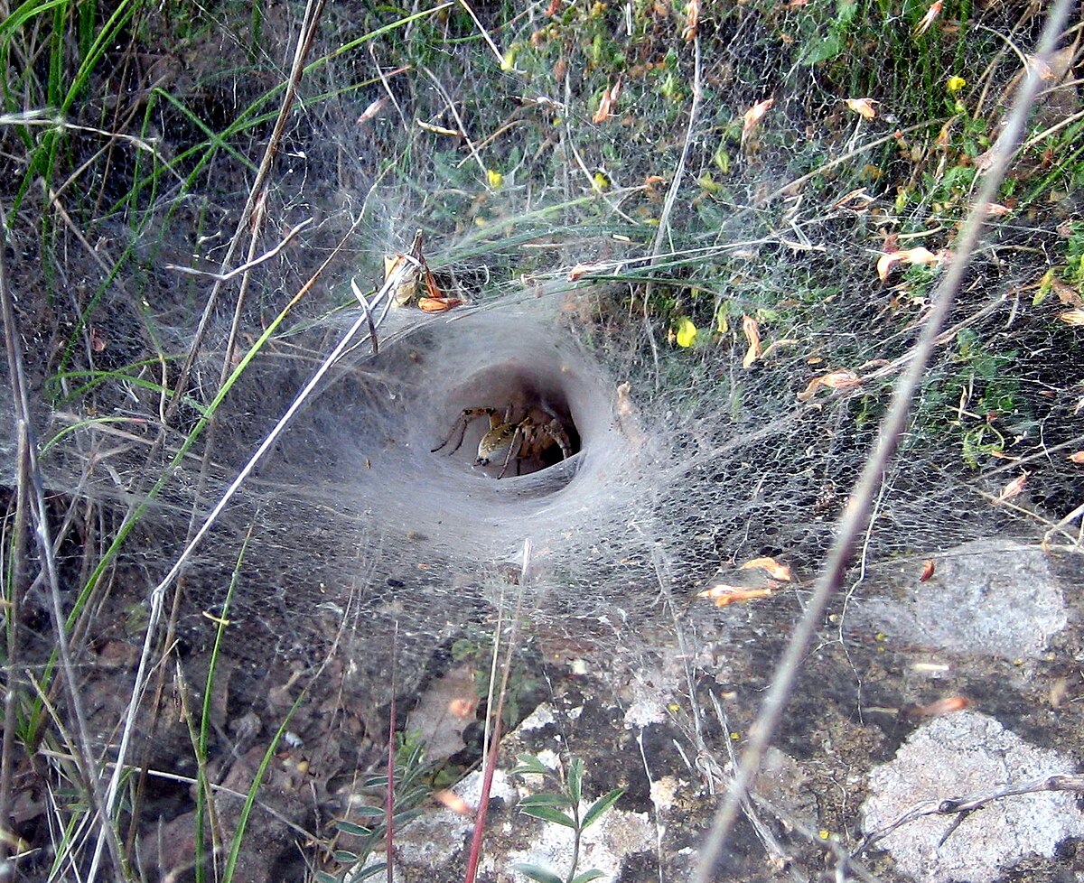 1200px-Spider_web_Teruel.jpg