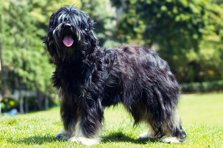 Black-Portuguese-Sheepdog-standing-outdoors-in-the-grass.jpg