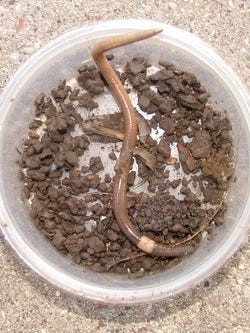 Jumping worm can be identified by the cloudy-white, circular clitellum surrounding the entire circumference of the body. This band is flat on the jumping worm, while it is raised on other worms.