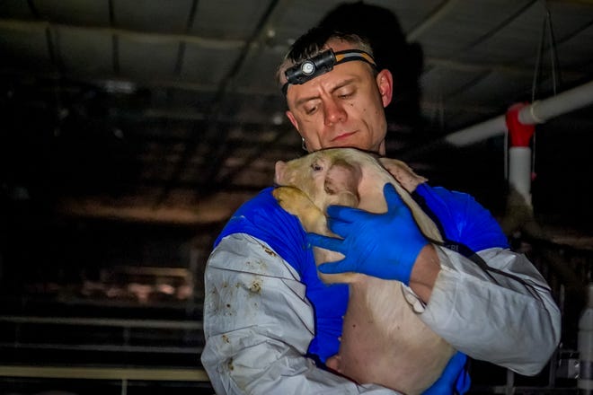 Animal rights activist Matt Johnson holds a pig at an Iowa farm where he and others went, uninvited, to document what they said were inhumane conditions.