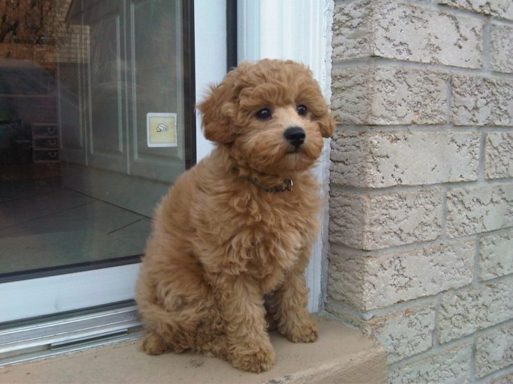 puppy-dog-cute-waiting-pet-golden-1080749-pxhere.com_-e1603229981635.jpg