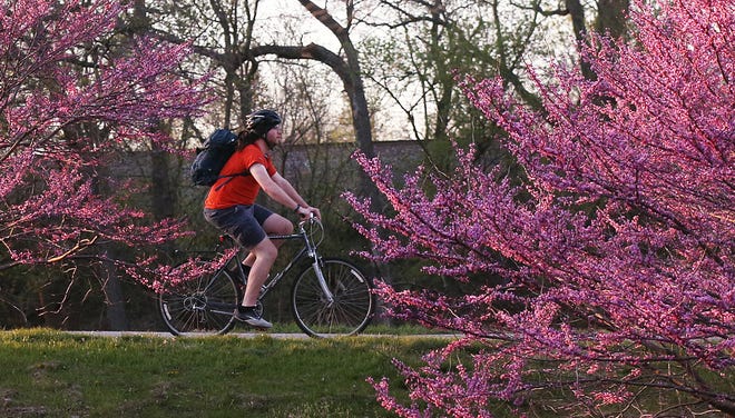 A biker passes by the blooming Redbud trees on 6th Street on Monday, April 15, 2024, in Ames, Iowa.