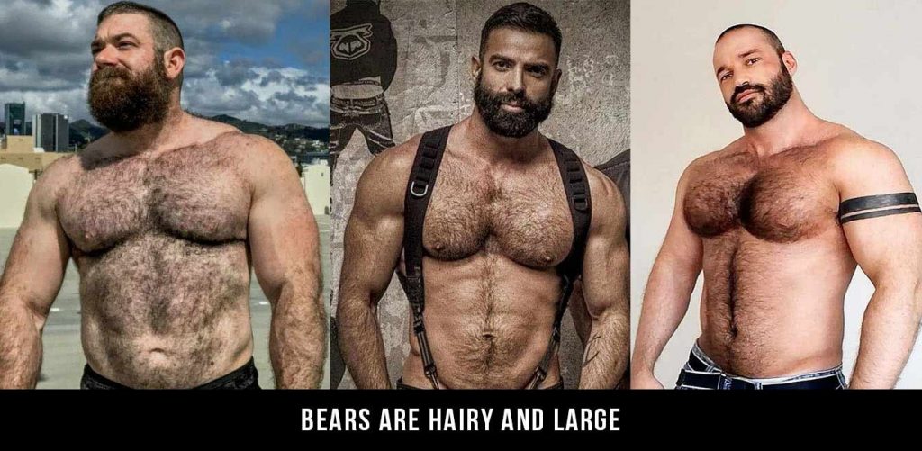 gay-bear-2-1024x501.jpg