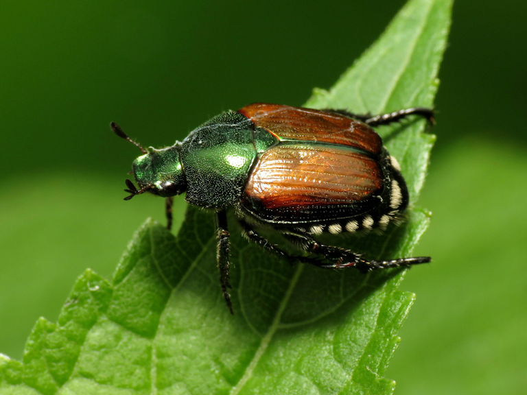 japanese-beetle-katja-schulz-flickr-768x576.jpg
